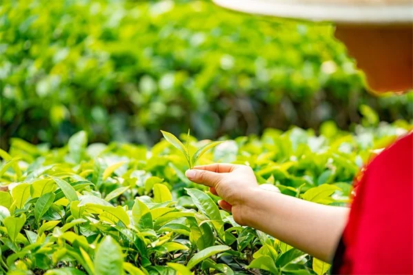 蝶のための水場、たった10分で作る夏の必須アイテム