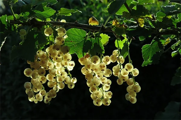 常緑つる植物7選！一年中プライバシーを守るおすすめ品種と育て方のコツ